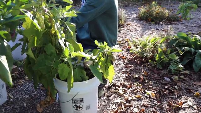 Colorful October Garden Harvest and Tour, If You Want Organic Food You Have to Grow it Yourself смотреть онлайн