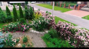 Роза  Джон Дэвис (Канадская) - John Davis (Svejda, 1986)