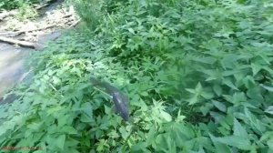 В этой микро-речке столько Карпа! Чингу одурел бы) | Рыбалка рогаткой | Охота на рыбу с рогаткой #1