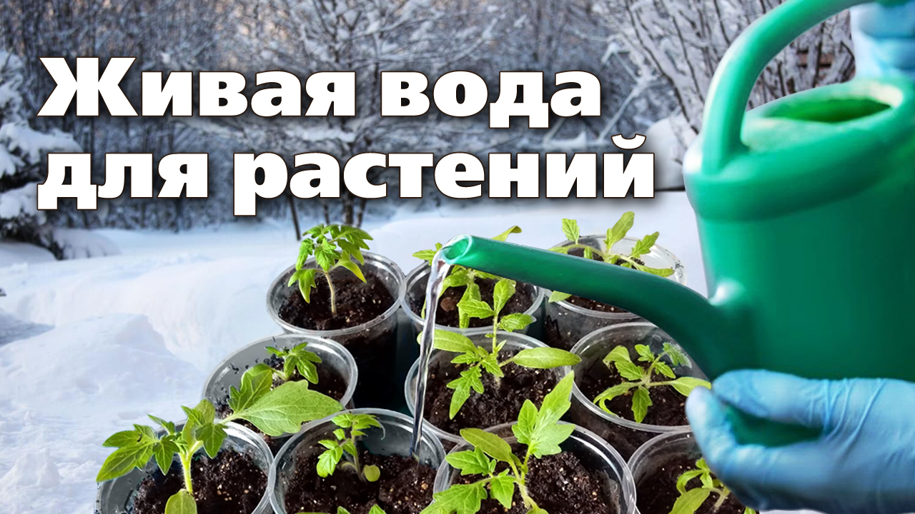 Выпал снег Приготовьте талую воду смотреть онлайн