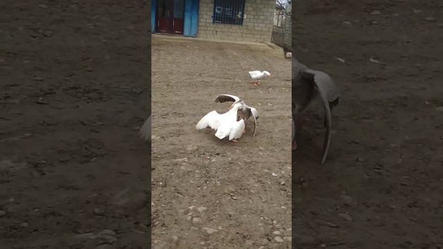 Гусиные бои смотреть онлайн