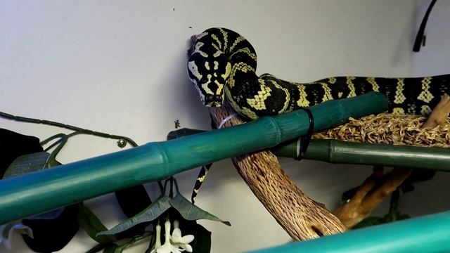 Breeding Age For Carpet Pythons Or Is It Size You Go By? смотреть онлайн