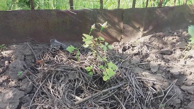 Таинственная роза смотреть онлайн