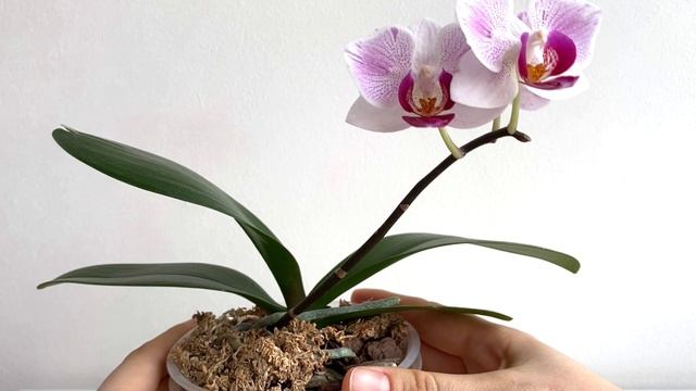 фаленопсис Little Gem Stripes смотреть онлайн