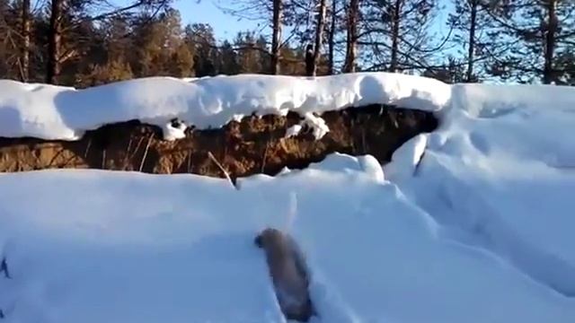 Пудель против сугробов смотреть онлайн