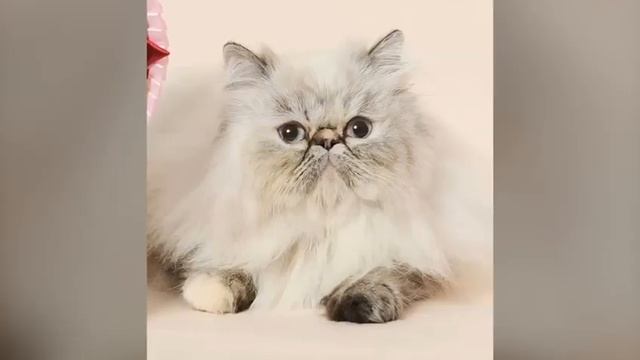 Персидские кошки смотреть онлайн