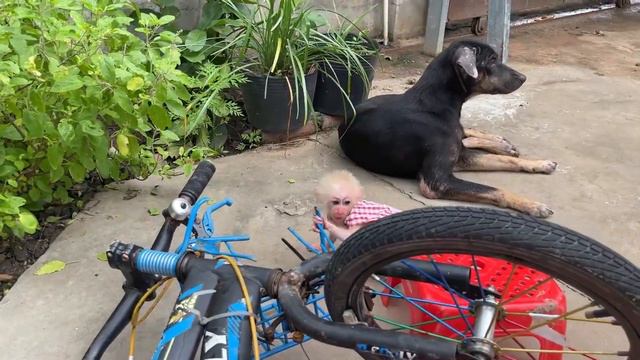 Smart TanTan Strong Stand Try To Move Bicycle Up After Fall Down смотреть онлайн