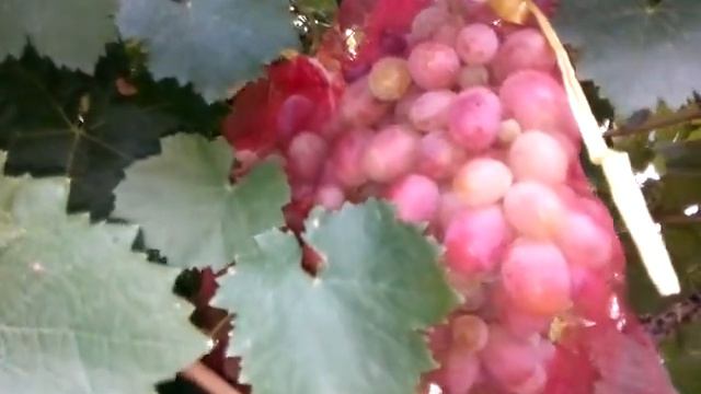 Виноград РИЗАМАТ смотреть онлайн