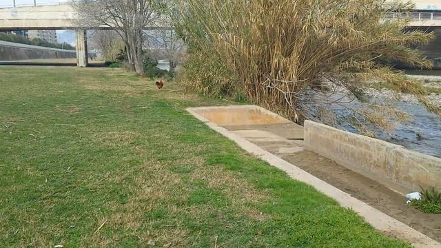 Большая серая цапля и Феникс. смотреть онлайн