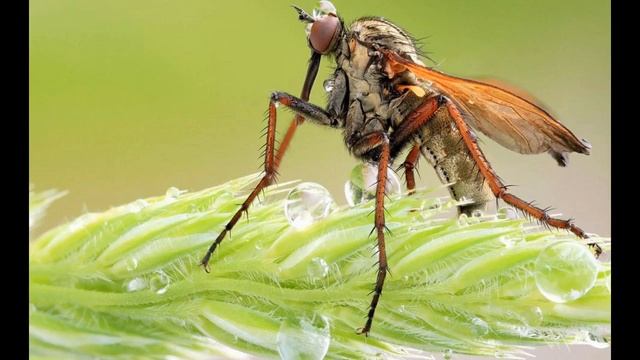 Mosquito Sounds | Москиты звуки