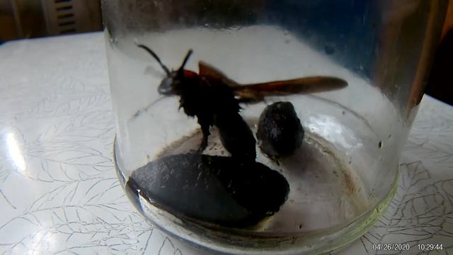 Оса Сколия гигант смотреть онлайн