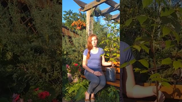 Саженцы малины. Как повысить приживаемость? смотреть онлайн