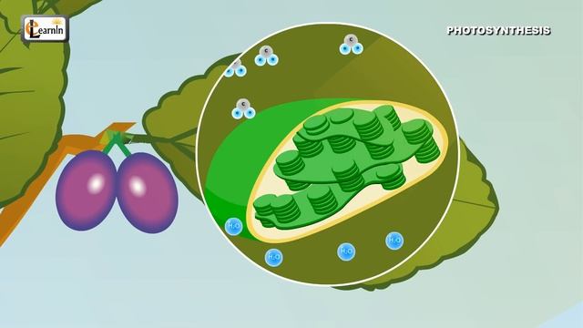 Photosynthesis | Photosynthesis in plants | Photosynthesis - Biology basics for children | elearnin смотреть онлайн