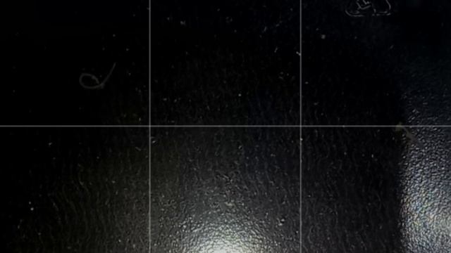 ЧЕРВИ В АКВАРИУМЕ. НАИДИДЫ . ВОДЯНЫЕ ЗМЕЙКИ. AQUARIUM WORM. Naididae