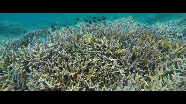 Корал-Майн (Coral Mine)  Корал Клаб — самый простой способ пить качественную воду