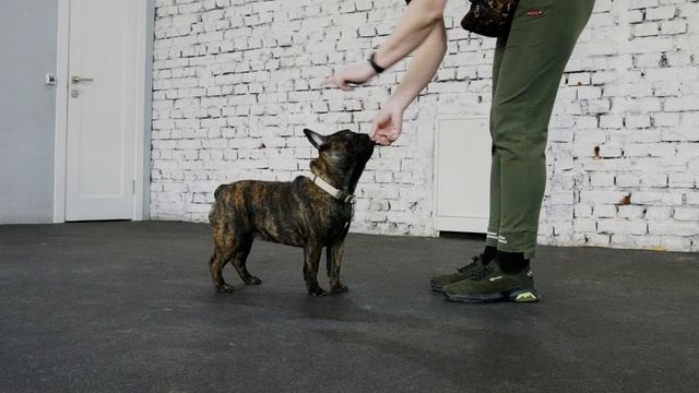 Дрессировка щенка: с чего начать? Учим базовые команды - сидеть, лежать, стоять. Часть 1. смотреть онлайн