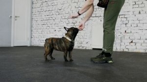 Дрессировка щенка: с чего начать? Учим базовые команды - сидеть, лежать, стоять. Часть 1.