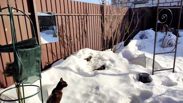 Прогулка по саду в начале весны. Мой сад в Подмосковье смотреть онлайн