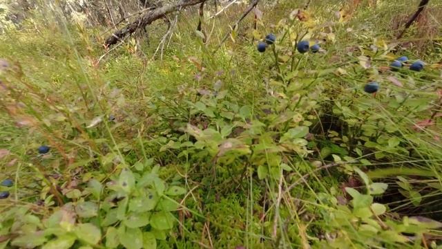 Ищем пропитание, отличная грибовница из осеннего урожая 2021 года смотреть онлайн