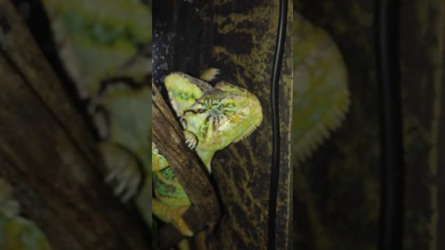 Сон Еменского хамелеона смотреть онлайн