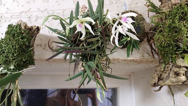 Leptotes Bicolor