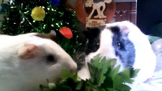 Свинская вечеринка! смотреть онлайн