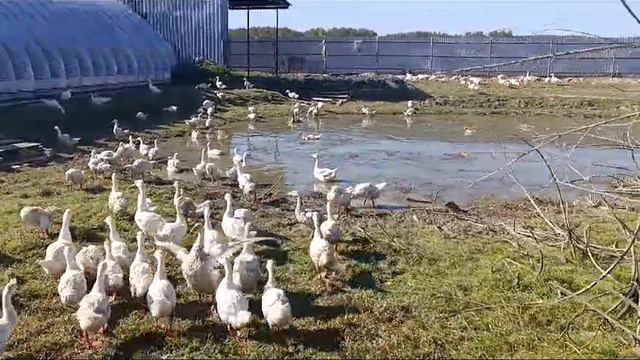 бизнес смотреть онлайн