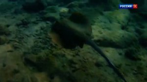 Загадка Карадагского змея