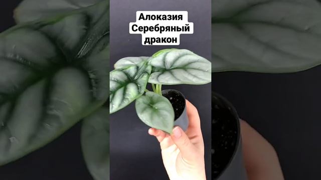 Алоказия Серебряный дракон – редкая красавица. Alocasia Silver Dragon. смотреть онлайн