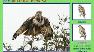 Канюк. Сарыч. Голоса птиц