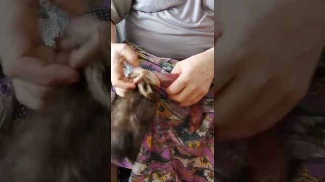 КАК СНЯТЬ ШКУРКУ С СОБОЛЯ | Как делаю я? | Часть 1 ? смотреть онлайн