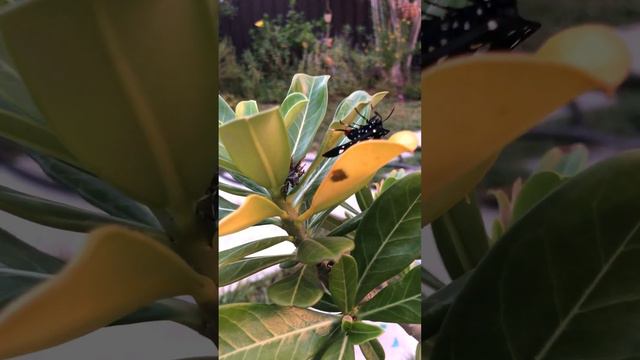 Spotted Oleander Moth is laying eggs on my Desert Rose. смотреть онлайн