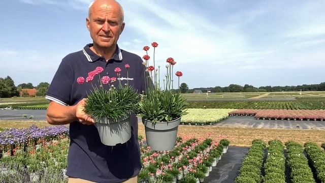 Armeria maritima Armada & pseudarmeria Ballerina Red смотреть онлайн