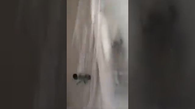 Необходим ремонт? Выбирай - Ремонт квартиры от компании СтройСервис . Звоните 69 16 77 смотреть онлайн