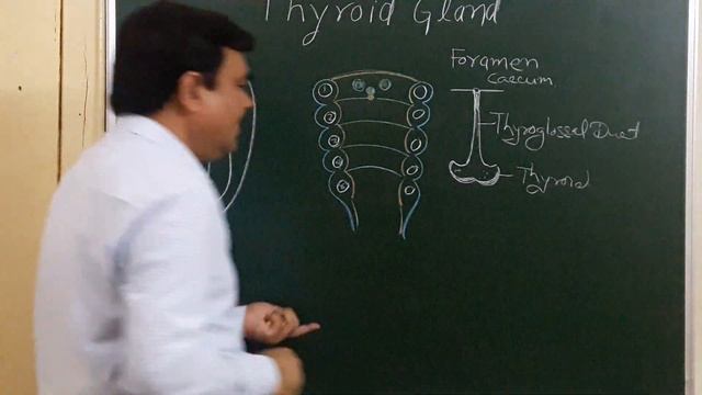 Thyroid gland 1/5 by DR.(PROF) A.K.SINGH смотреть онлайн