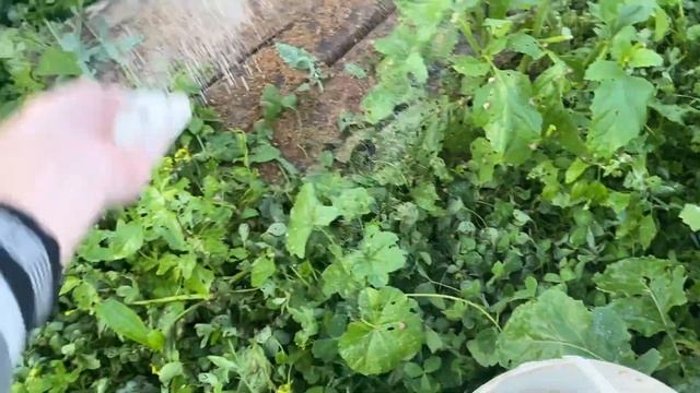 Стартовый закорм улитки Muller | What To Feed Snails? | Helix Aspersa Muller