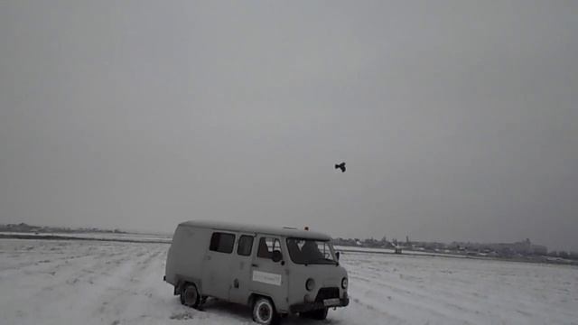 Черный коршун (Milvus migrans) Black Kite flies смотреть онлайн