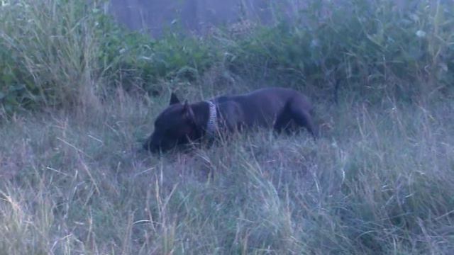 pitbull ,, на прогулке смотреть онлайн