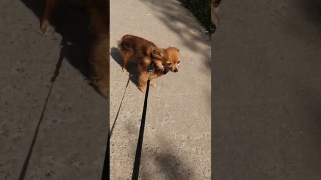 8 Малыша нашли на дачах. Теперь он наш новый подопечный "хвостик". Будем лечить, и найдём Семью. смотреть онлайн