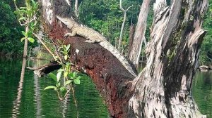 КАК БЕГАЮТ КРОКОДИЛЫ! Сумеет ли человек убежать от крокодила?