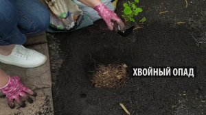 Проверенный способ посадки гортензии / Садовый гид