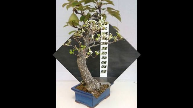 Flowering Pear Bonsai Tree (pyrus Communis) Part II