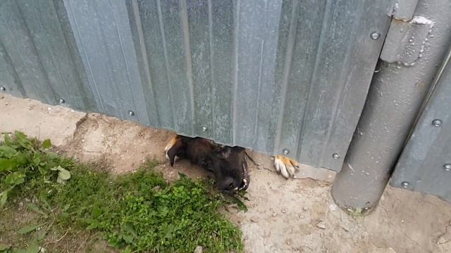 Злая собака )) смотреть онлайн