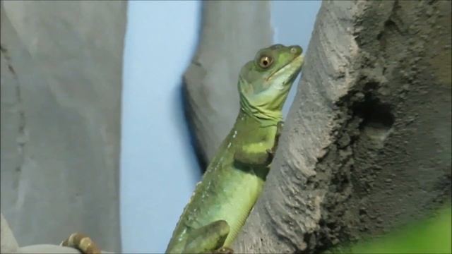 Василиск шлемоносный 09.11.2022 смотреть онлайн