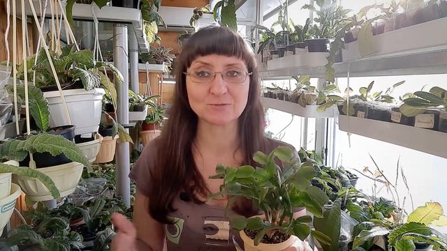 Ваш декабрист НЕИЗБЕЖНО зацветет. Как заставить декабрист (шлюмбергеру) цвести. смотреть онлайн