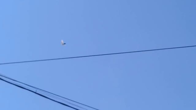 Долгожданная посадка старого чиля! смотреть онлайн