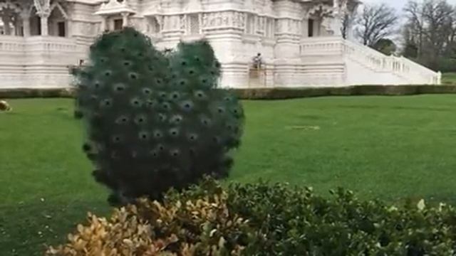Красивый павлин смотреть онлайн