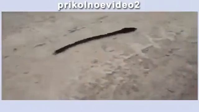 ЖИВЫЕ ПРИКОЛЫ ПАРОВОЗ ИЗ МЫШЕЙ смотреть онлайн