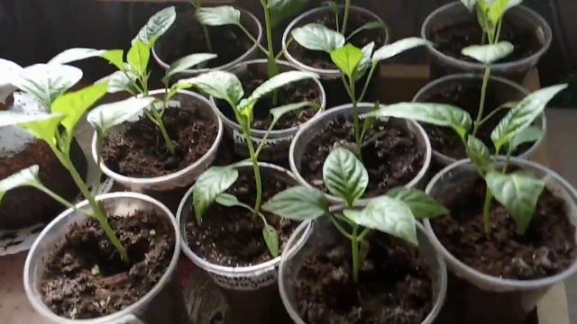 про рассаду, высадила гладиолусы, хлороз на растениях смотреть онлайн