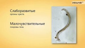 Тип Круглые черви | Биология 7 класс #14 | Инфоурок
